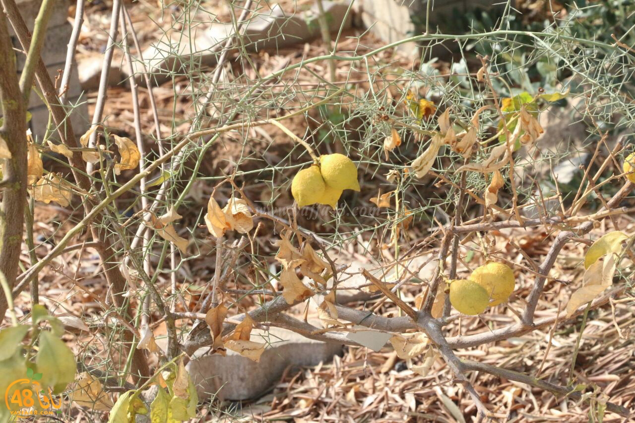 trees on tasoo (16).jpg